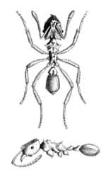 Miniatura para Mycocepurus smithii