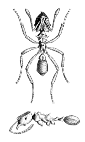 Mycocepurus smithii plate Mycocepurus smithii plate.png