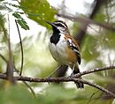 aves De Argentina