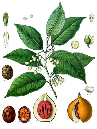 The nutmeg plant is native to Indonesia's Banda Islands. Once one of the world's most valuable commodities, it drew the first European colonial powers to Indonesia.