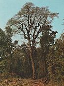 дървесен вид Myroxylon peruiferum