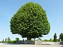 Linden tree at the Heiligenstein cemetery