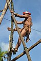 Bahasa Indonesia: Atraksi Naik Manau, yakni dengan menaiki batang pohon manau yang berduri, yang merupakan pertunjukan terkenal dari suku Dayak Deah Kalimantan Selatan.