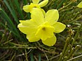 Narcissus assoanus