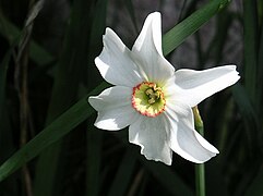 Narcisse des poètes (Narcissus poeticus) cultivé