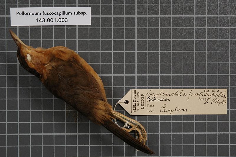 File:Naturalis Biodiversity Center - RMNH.AVES.146904 1 - Pellorneum fuscocapillum subsp. - Timaliidae - bird skin specimen.jpeg