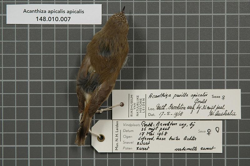 File:Naturalis Biodiversity Center - RMNH.AVES.54361 1 - Acanthiza apicalis apicalis Gould, 1847 - Acanthizidae - bird skin specimen.jpeg
