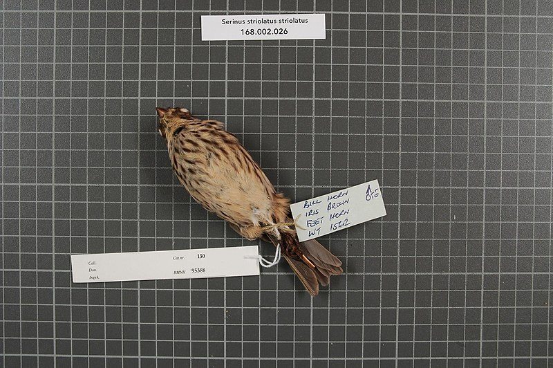 File:Naturalis Biodiversity Center - RMNH.AVES.95388 2 - Serinus striolatus striolatus (Ruppell, 1840) - Fringillidae - bird skin specimen.jpeg