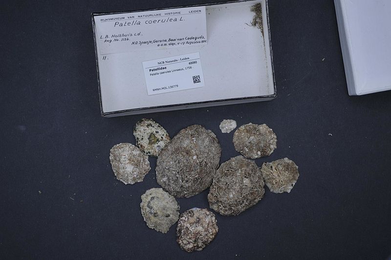 File:Naturalis Biodiversity Center - RMNH.MOL.136779 - Patella caerulea Linnaeus, 1758 - Patellidae - Mollusc shell.jpeg