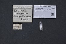 Naturalis биоалуантүрлілік орталығы - RMNH.MOL.162528 - Belgrandiella parreyssii (L. Pfeiffer, 1841) - Hydrobiidae - Mollusc shell.jpeg