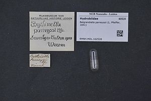 Glass tube with casing from Bythinella parreyssii, Naturalis, Leiden