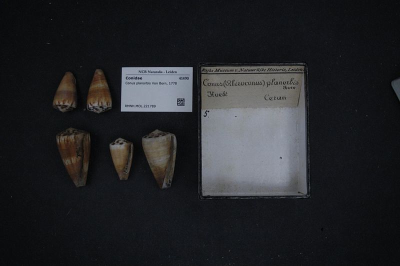 File:Naturalis Biodiversity Center - RMNH.MOL.221789 - Conus planorbis Von Born, 1778 - Conidae - Mollusc shell.jpeg