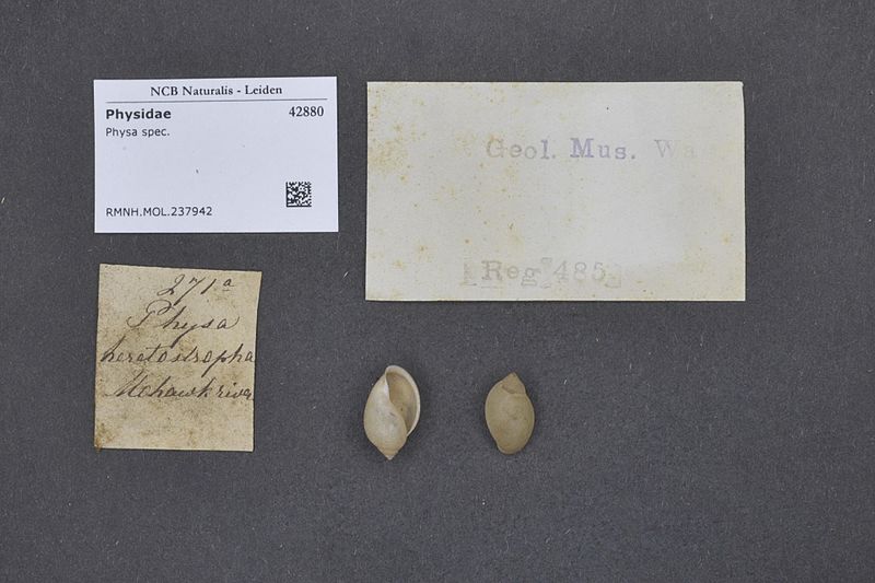 File:Naturalis Biodiversity Center - RMNH.MOL.237942 - Physa spec. - Physidae - Mollusc shell.jpeg