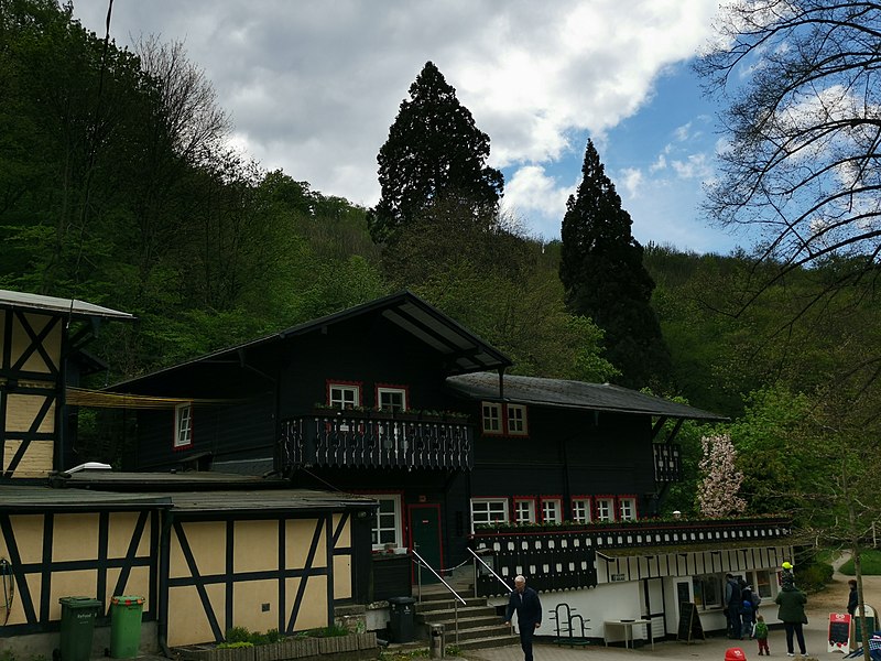 File:Naturdenkmal wellingtonie Christianental Wernigerode 2020-05-03 5.jpg