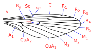 <i>Nemopalpus</i> Genus of flies