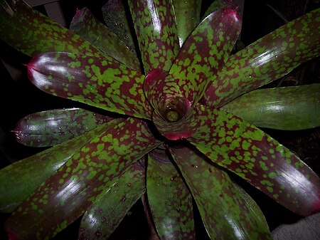 Bromelioideae