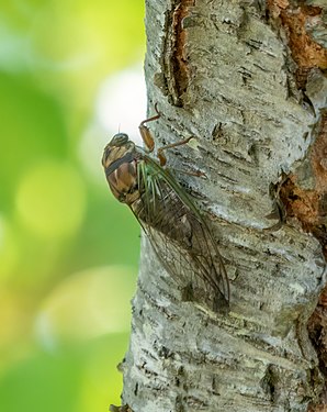 Neotibicen (dog day cicada), Jamaica Bay Wildlife Refuge