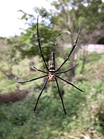 Female Nephila pilipes