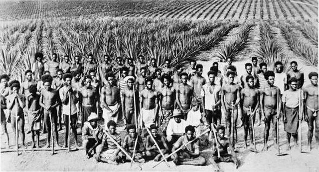 South Sea Islander labourers on a Queensland pineapple plantation, 1890s; photographer unknown