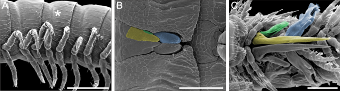 Gonopod development in Nopoiulus kochii (Julida, Blaniulidae). A: juvenile with walking legs on segment 7 (asterisk). B: subsequent stage with walking legs replaced by gonopod primordia. C: adult stage with gonopods (colored) in place of walking legs. Non-systemic metamorphosis in millipedes- Nopoiulus kochii.png