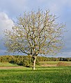 * Nomination Leafless common walnut (Juglans regia) in autumn. Nonac, Charente, France. --JLPC 17:34, 18 December 2013 (UTC) * Promotion Good quality. --Tuxyso 19:14, 18 December 2013 (UTC)