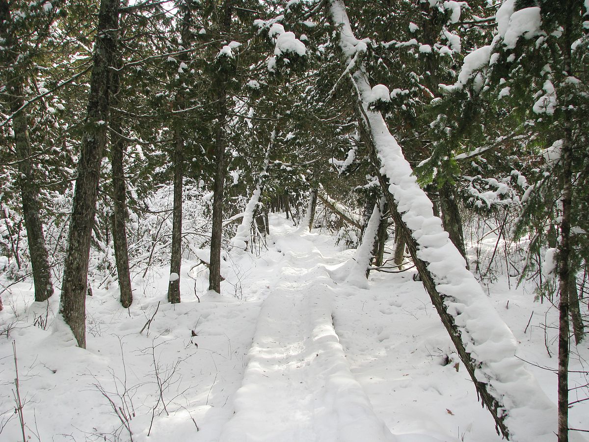 Северный троп. Северные тропы. North Country Trail. Леса на севере Израиля.