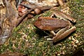 Northern Barred Frog, Crater Lakes National Park--Chambers Rainforest Lodge, Tablelands, Queensland, Australia