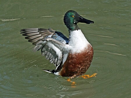 Northern Shoveler (Anas clypeata) RWD3.jpg