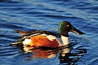 Northern Shoveler on Seedskadee National Wildlife Refuge (25607131174).jpg