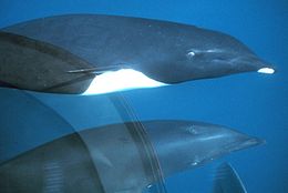 Északi delfinek (Lissodelphis borealis)