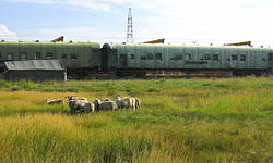 Nuke Sheep 211 Factory.jpg