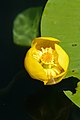 * Nomination Yellow Water-Lily (Nuphar lutea) in Krumpendorf am Wörthersee, Carinthia, Austria --Uoaei1 04:57, 2 September 2020 (UTC) * Promotion  Support Good quality -- Johann Jaritz 05:19, 2 September 2020 (UTC)