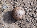 * Nomination oak apple on the ground in California --Rhododendrites 00:00, 5 May 2018 (UTC) * Promotion Good quality. --Moroder 03:45, 5 May 2018 (UTC)