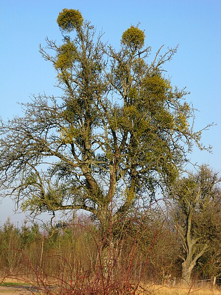 File:Oberlimberg Obstbaum.jpg