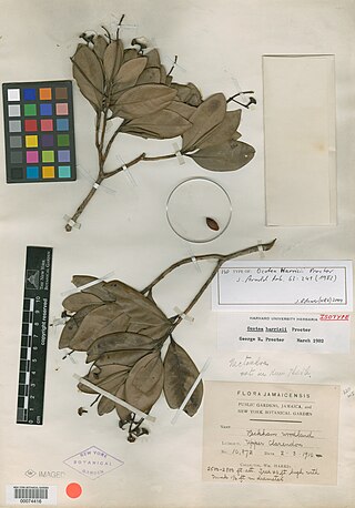 <i>Ocotea harrisii</i> Species of tree