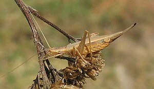 Female wine chicken (Oecanthus pellucens)