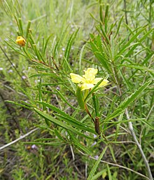 Oenothera berlandieri.jpg