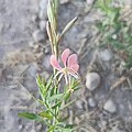 Oenothera suffrutescens (Onagraceae).jpg