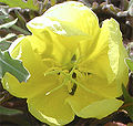 Miniatura para Oenothera primiveris