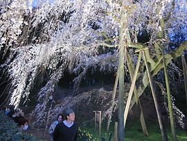 奥山田のしだれ桜