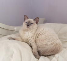 long haired siamese cats seal