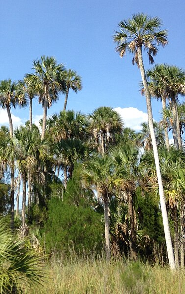 File:OldSabalPalmettoCrystalRiver.jpg