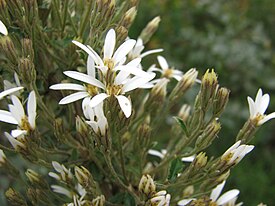 Цветущая Olearia erubescens в национальном парке Кинглейк (Виктория, Австралия)