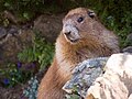 OlympicMarmot1.jpg