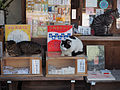Omikuji cats (14208782051).jpg