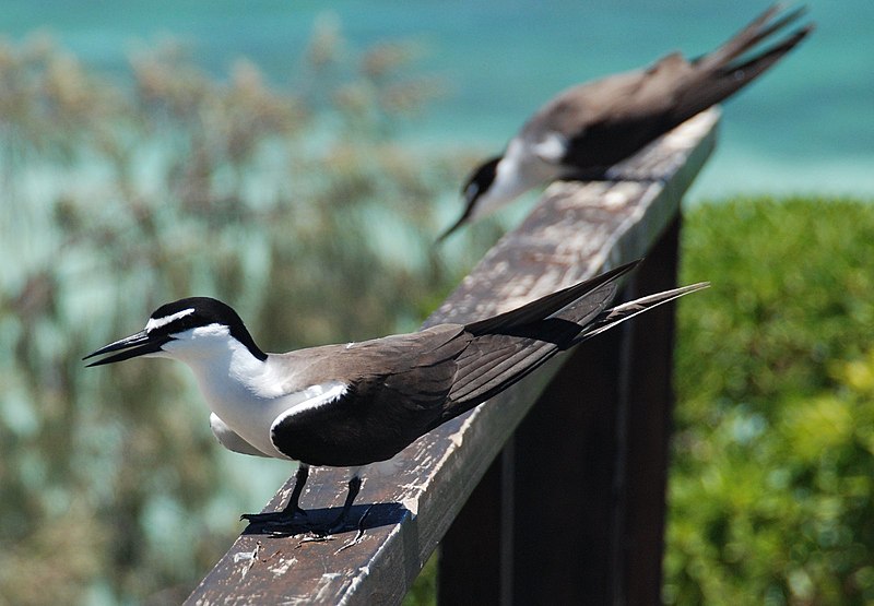 File:Onychoprion anaethetus New Caledonia 04.JPG