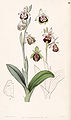 Ophrys holoserica (as syn. Ophrys fuciflora) plate 25 in: Edwards's Bot. Register, vol. 33, (1847)