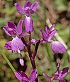 Orchis mascula subsp. laxifloriformis