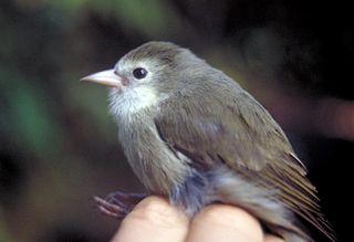 ʻAkikiki species of bird