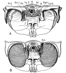 カブトガニ類の後体の断面と蓋板。後ろ側（B）に1対の書鰓が配置される。